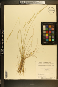 Sphenopholis filiformis image