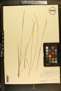 Sphenopholis filiformis image