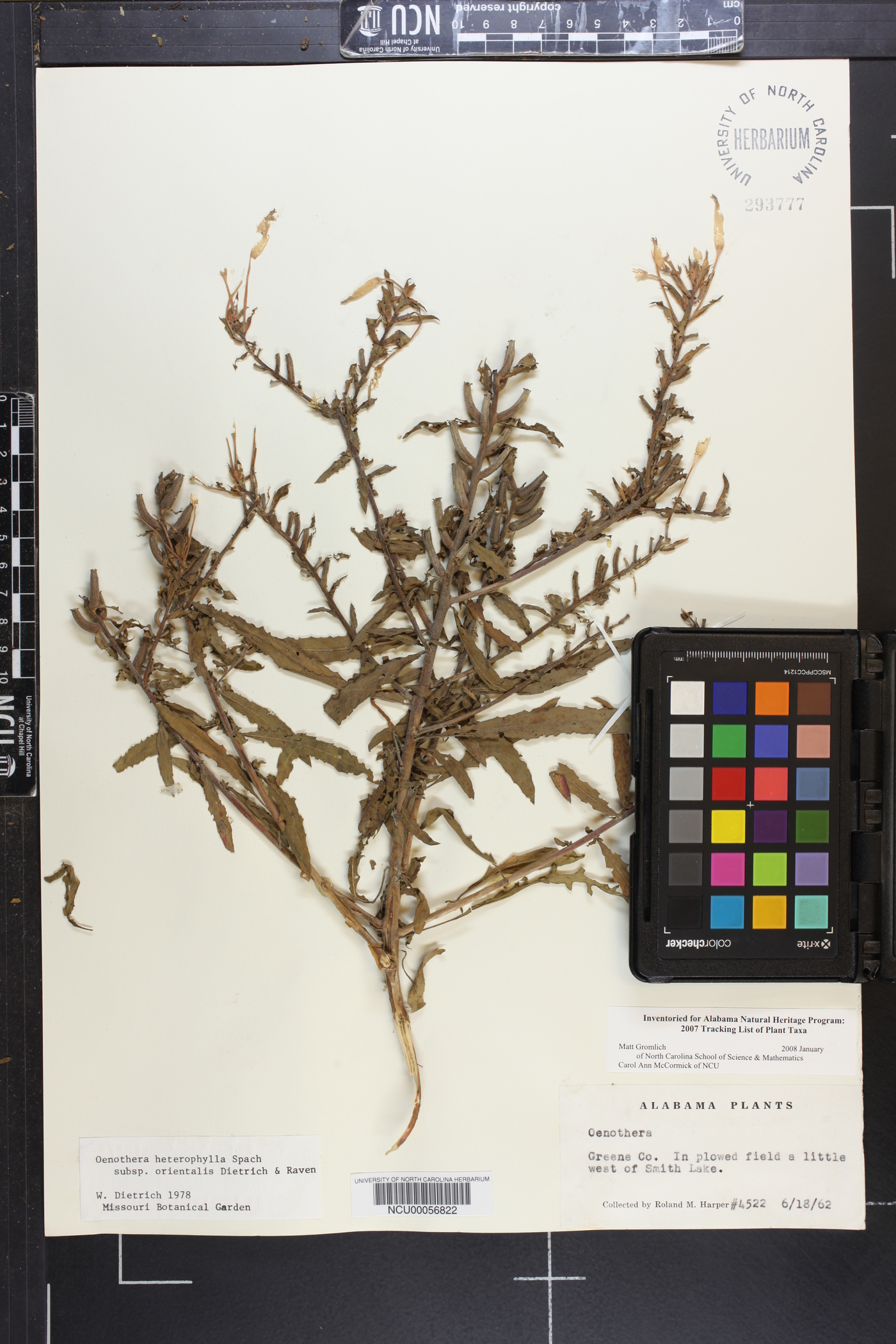 Oenothera heterophylla subsp. orientalis image