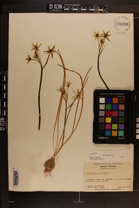 Ornithogalum umbellatum image