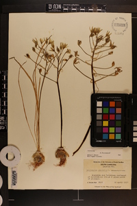 Ornithogalum umbellatum image