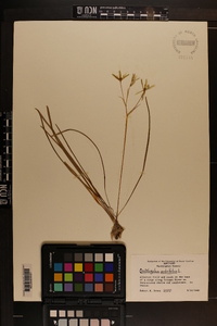 Ornithogalum umbellatum image