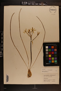 Ornithogalum umbellatum image