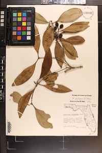 Osmanthus americanus var. megacarpus image