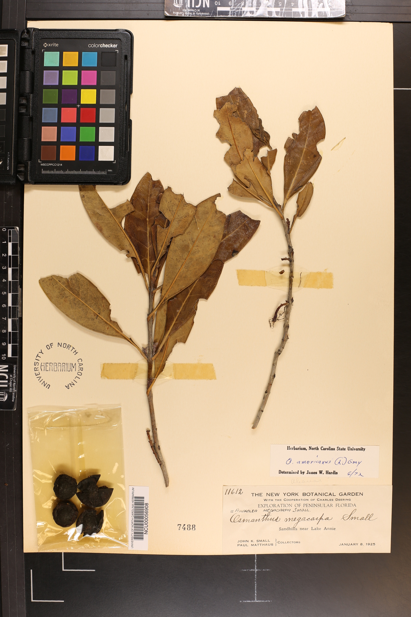 Osmanthus americanus var. megacarpus image