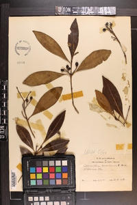 Osmanthus americanus image