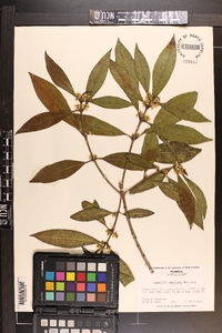 Osmanthus americanus image