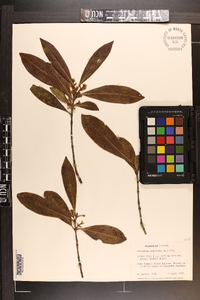 Osmanthus americanus image