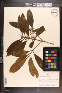 Osmanthus americanus image