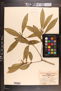 Osmanthus americanus image