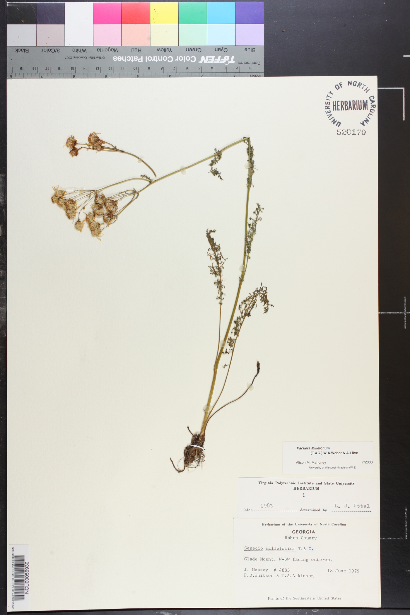 Packera millefolium image