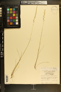 Sphenopholis filiformis image