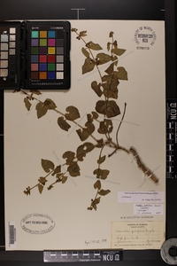 Matelea pubiflora image