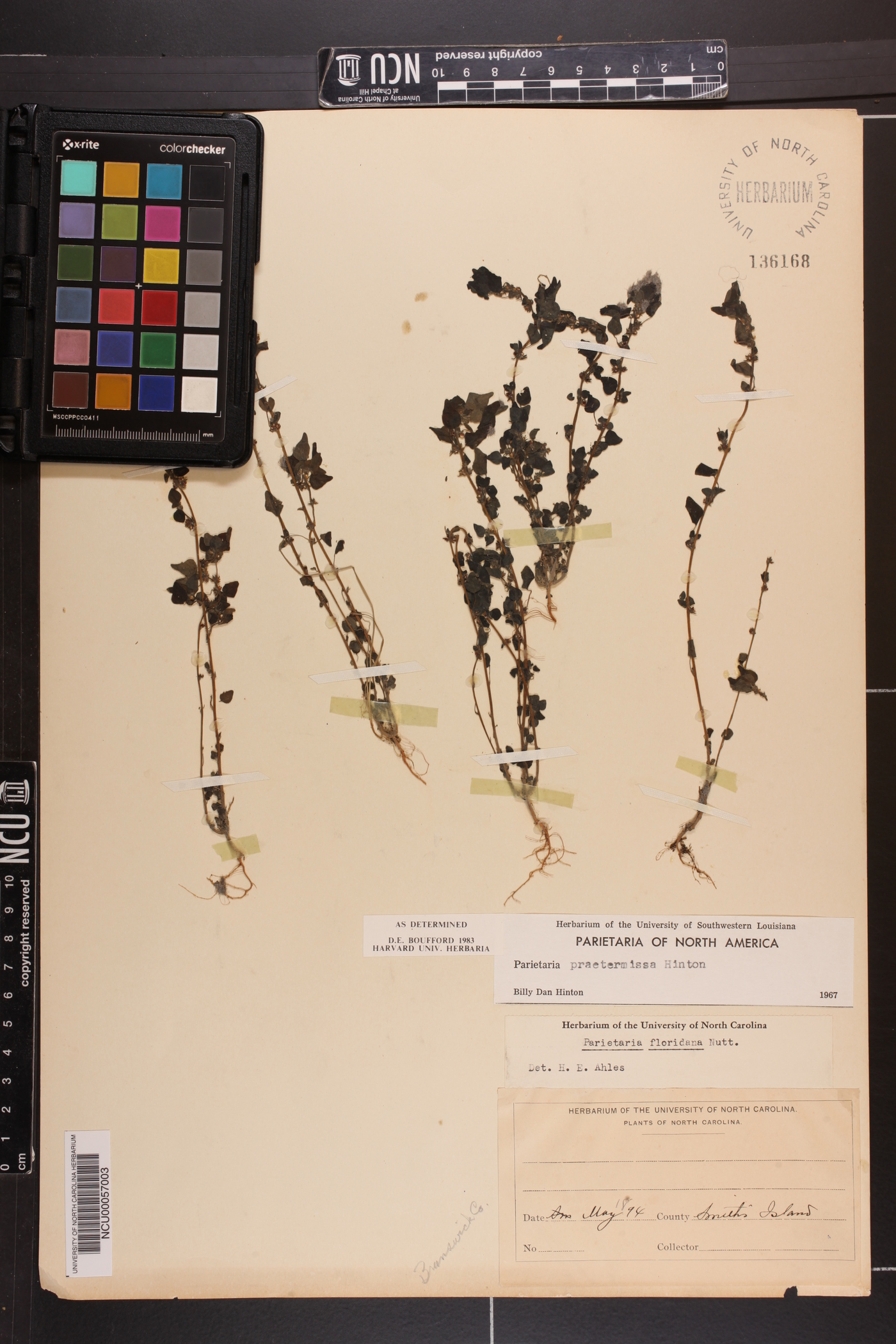 Parietaria praetermissa image