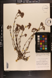 Paronychia erecta image