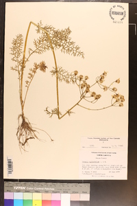 Packera millefolium image