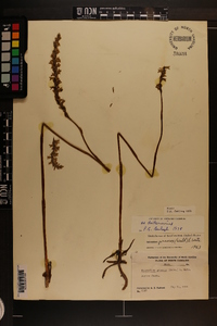 Spiranthes sylvatica image