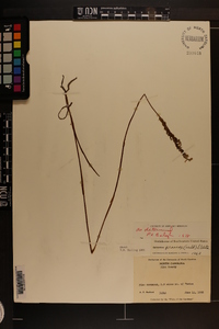 Spiranthes praecox image