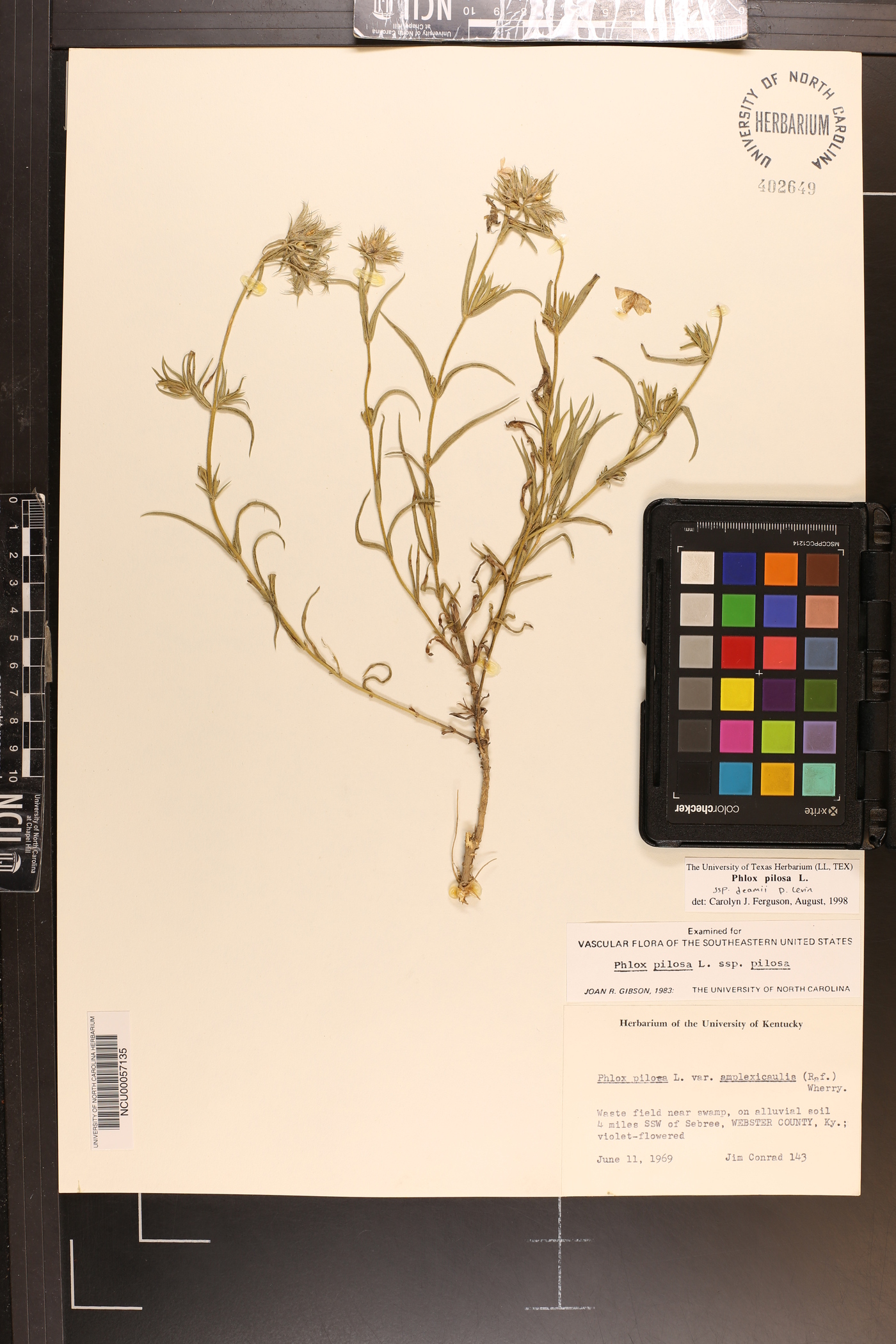 Phlox pilosa subsp. deamii image