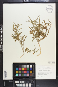 Physalis angustifolia image