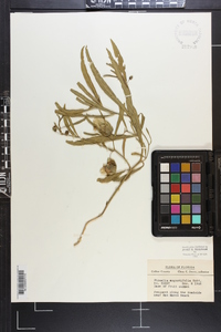 Physalis angustifolia image