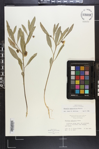Physalis angustifolia image