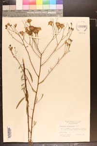 Polypteris integrifolia image