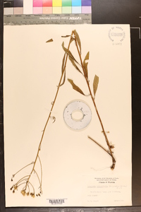 Palafoxia integrifolia image