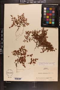 Paronychia herniarioides image