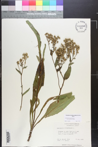 Parthenium integrifolium image