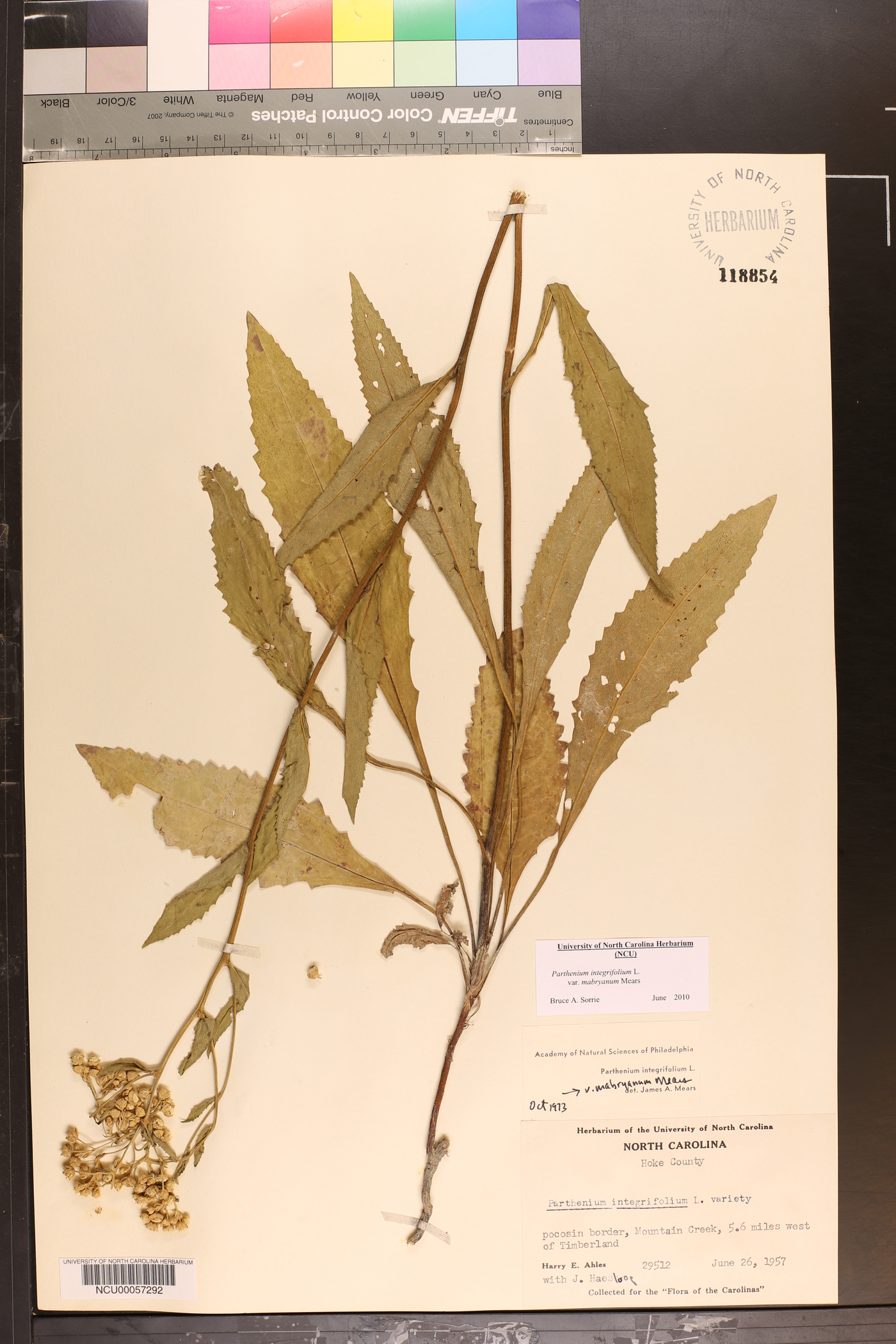 Parthenium integrifolium var. mabryanum image