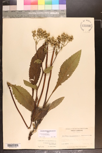 Parthenium integrifolium image