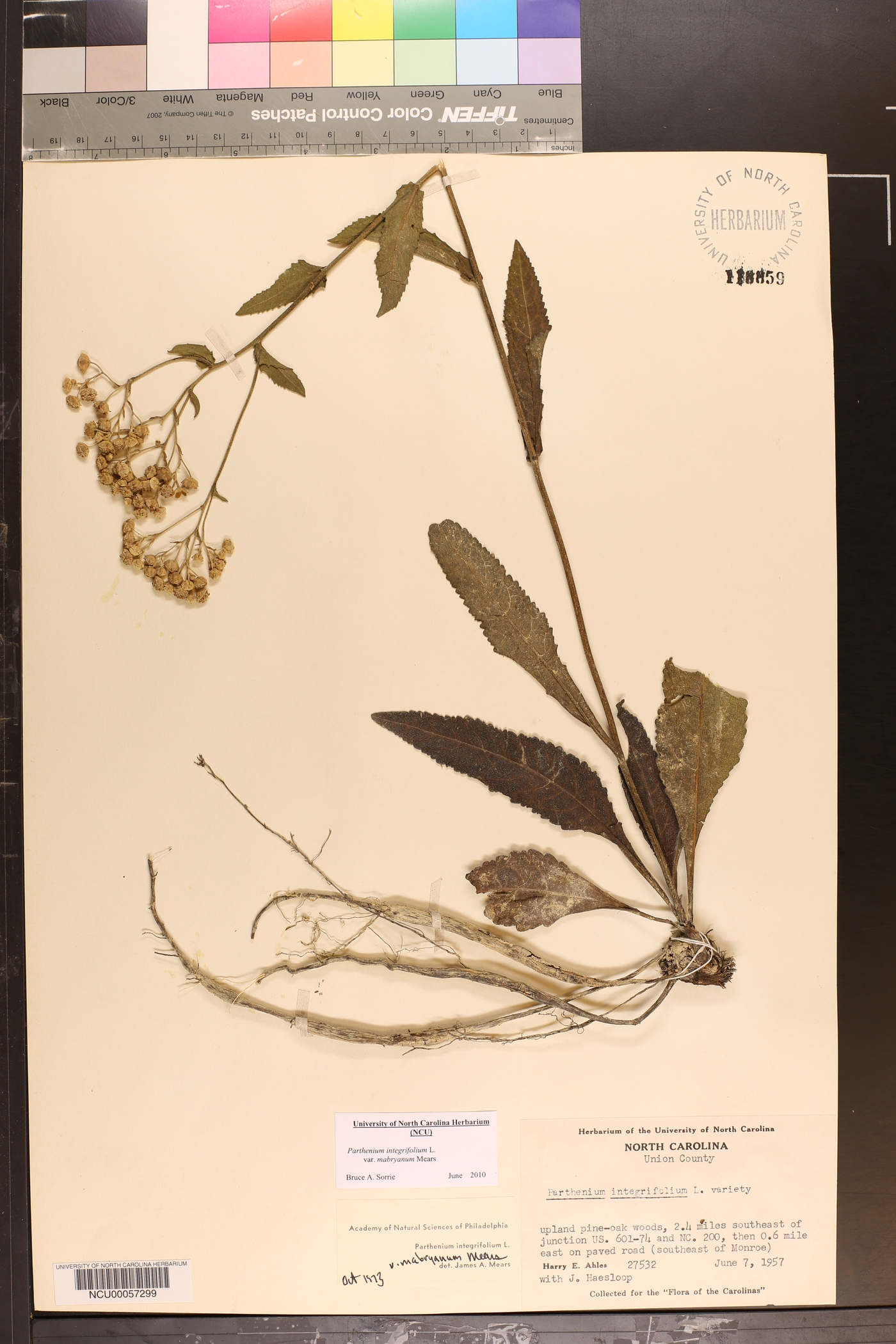 Parthenium integrifolium var. mabryanum image