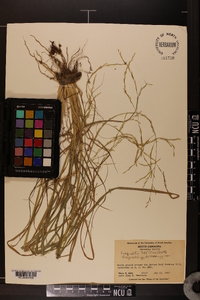 Eragrostis tef image