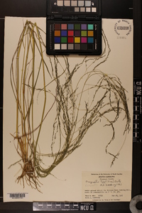 Eragrostis tef image