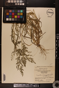 Eragrostis plana image