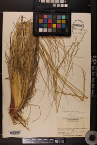 Eragrostis plana image