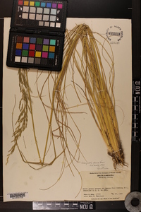 Eragrostis plana image