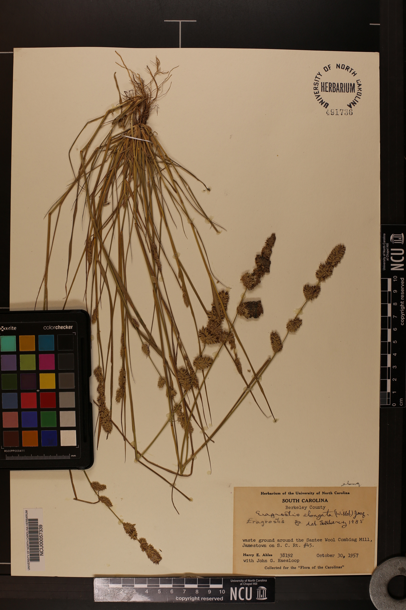 Eragrostis elongata image