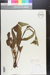 Parthenium integrifolium image