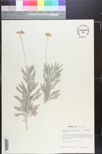 Parthenium argentatum image