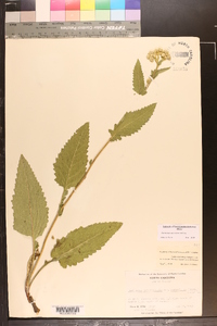 Parthenium auriculatum image