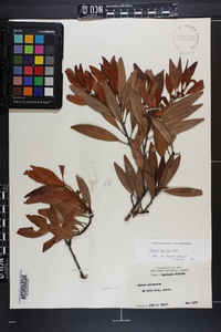 Persea humilis image