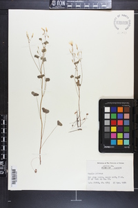 Oxalis priceae image