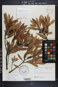 Persea humilis image