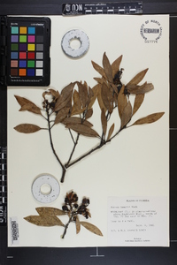 Persea humilis image