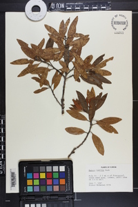 Image Associated With the Occurence