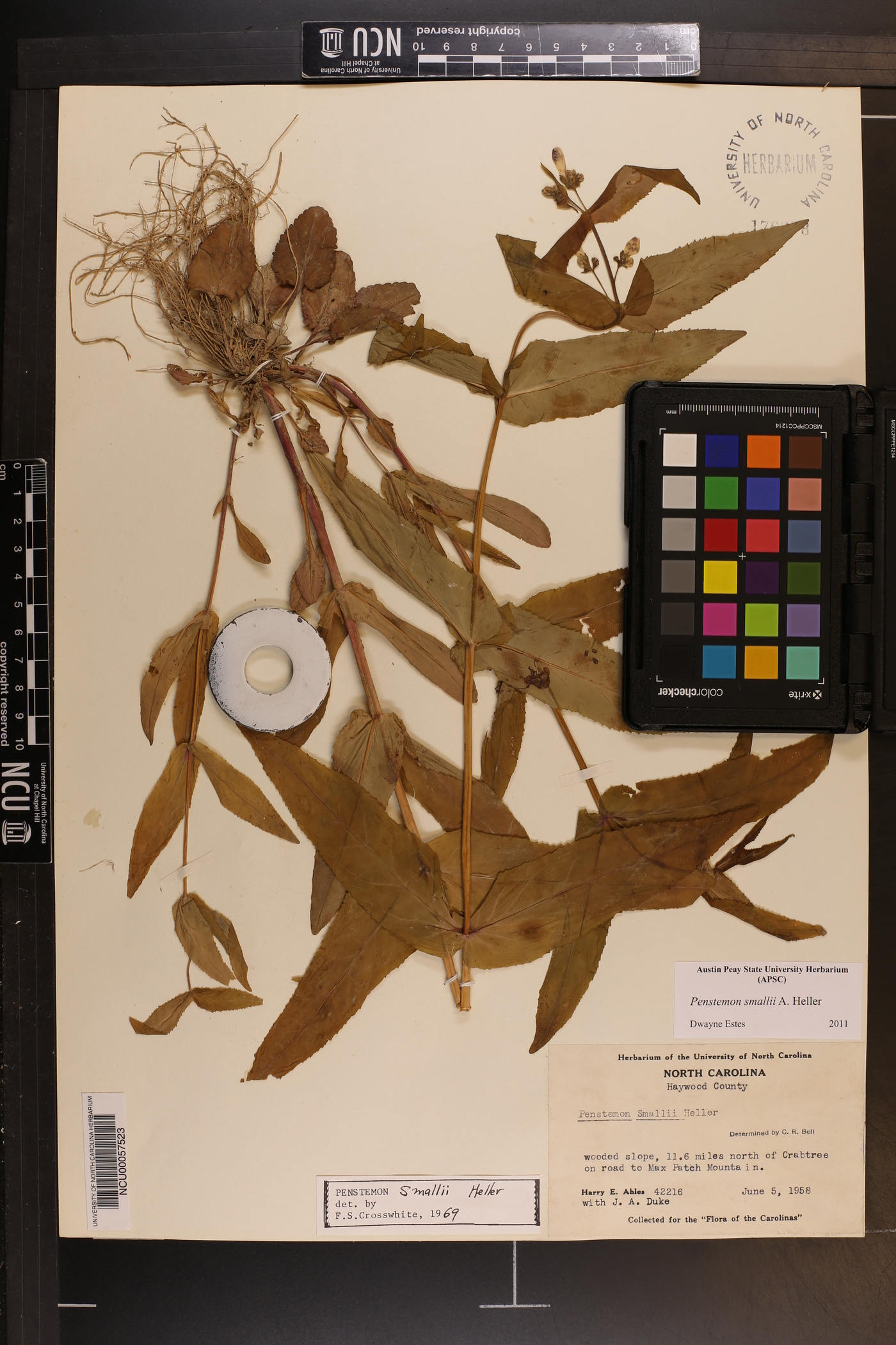 Penstemon smallii image