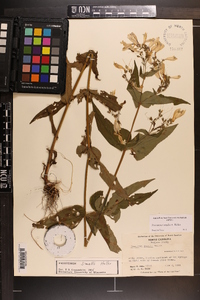 Penstemon smallii image