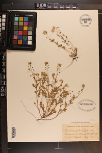 Phacelia dubia image